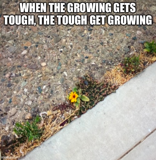 In-between a road and a hard place | WHEN THE GROWING GETS TOUGH, THE TOUGH GET GROWING | image tagged in meme,flower,funny saying,being tough | made w/ Imgflip meme maker