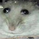 High Quality hamster intesifies Blank Meme Template