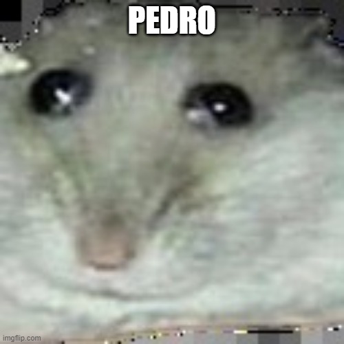 hamster | PEDRO | image tagged in hamster intesifies | made w/ Imgflip meme maker