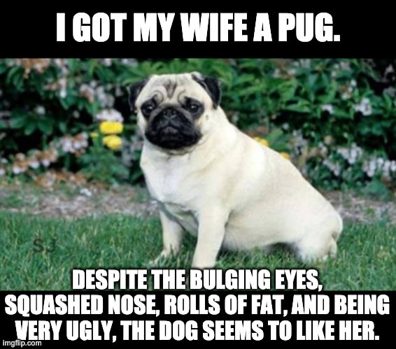 Pug | image tagged in dad joke dog | made w/ Imgflip meme maker