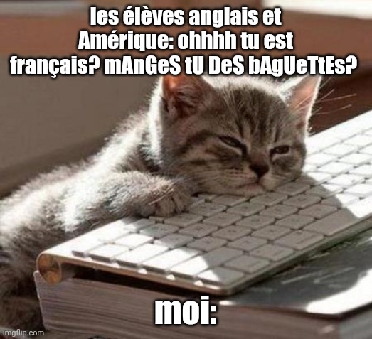 stéréotypes... | les élèves anglais et Amérique: ohhhh tu est français? mAnGeS tU DeS bAgUeTtEs? moi: | image tagged in tired cat | made w/ Imgflip meme maker