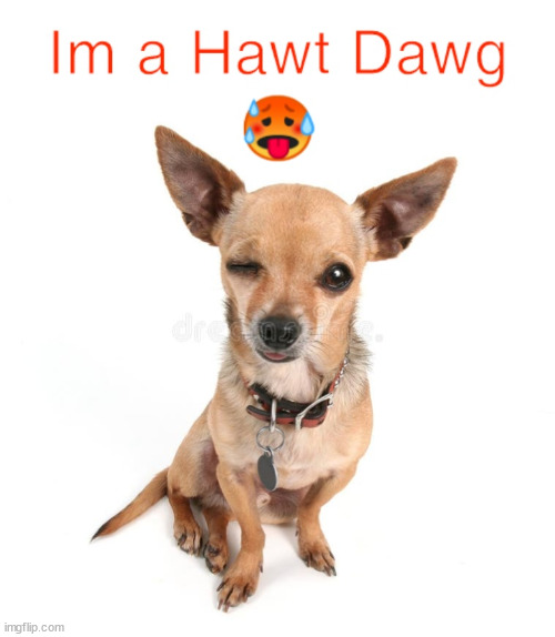 Hot doggo | image tagged in doggo,funny dog memes,cute dog,hot dog | made w/ Imgflip meme maker