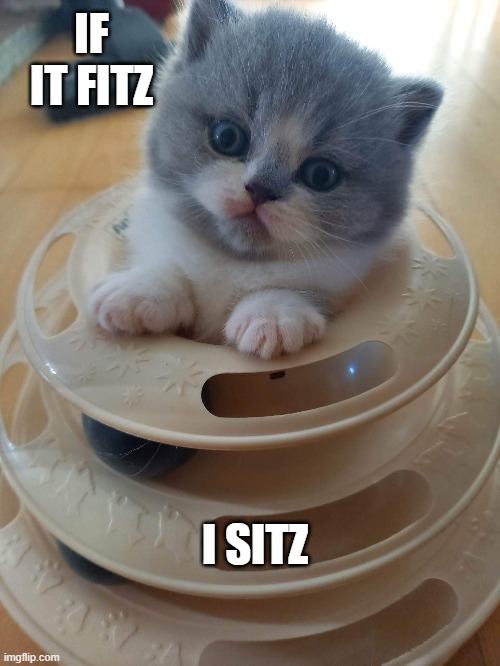 Osman fitz | IF IT FITZ; I SITZ | image tagged in funny cat memes | made w/ Imgflip meme maker