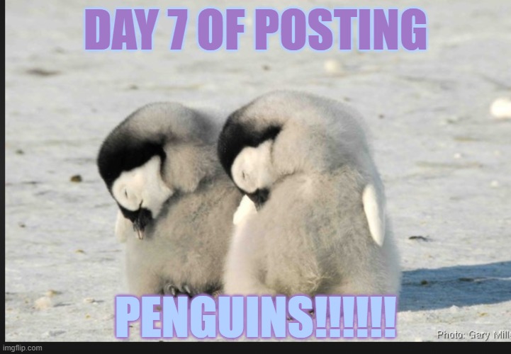 YAYAYAY | DAY 7 OF POSTING; PENGUINS!!!!!! | image tagged in penguins,cuteness overload | made w/ Imgflip meme maker
