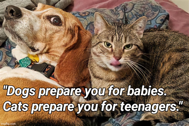 Dogs &  Cats | image tagged in helpful,cats,dogs,babies,teenagers | made w/ Imgflip meme maker