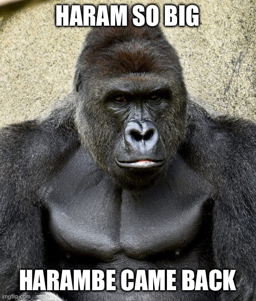 Harambe | HARAM SO BIG HARAMBE CAME BACK | image tagged in harambe | made w/ Imgflip meme maker
