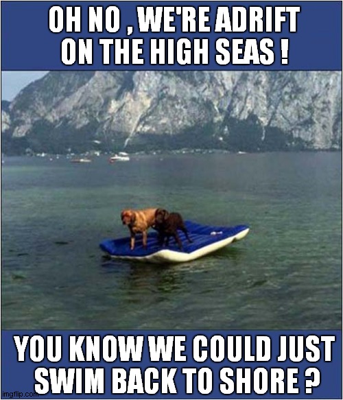 A Pair Of Lazy Old Sea Dogs ! | OH NO , WE'RE ADRIFT
ON THE HIGH SEAS ! YOU KNOW WE COULD JUST
 SWIM BACK TO SHORE ? | image tagged in dogs,lazy,adrift,swim | made w/ Imgflip meme maker