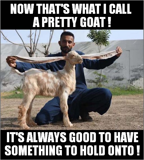 The Greatest Of All Time ! | NOW THAT'S WHAT I CALL 
A PRETTY GOAT ! IT'S ALWAYS GOOD TO HAVE
SOMETHING TO HOLD ONTO ! | image tagged in goat,hold on,dark humour | made w/ Imgflip meme maker