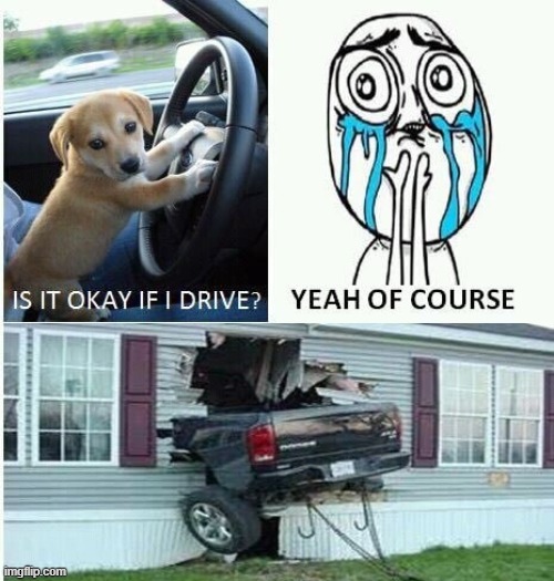 image tagged in dogs | made w/ Imgflip meme maker