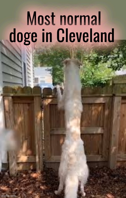 But why? Why would you do that? | Most normal doge in Cleveland | image tagged in only in ohio,long,doge | made w/ Imgflip meme maker