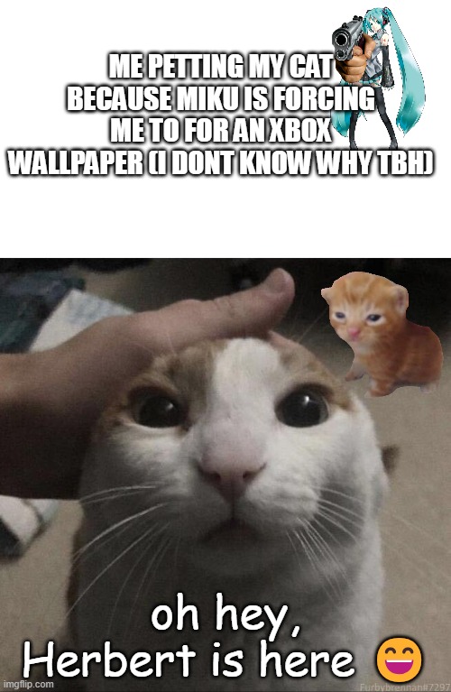 miku forces a guy to make an xbox wallpaper | ME PETTING MY CAT BECAUSE MIKU IS FORCING ME TO FOR AN XBOX WALLPAPER (I DONT KNOW WHY TBH); oh hey, Herbert is here 😄 | image tagged in me petting my cat | made w/ Imgflip meme maker