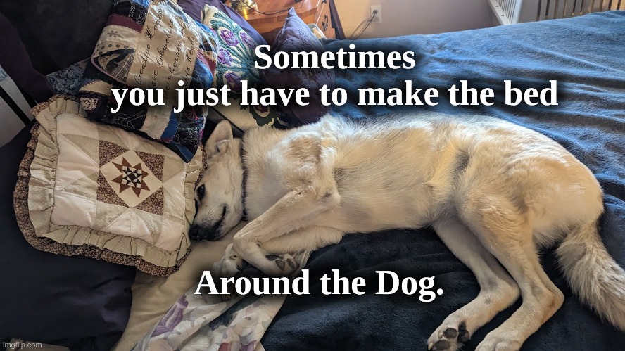 Make the Bed Around the Dog | Sometimes 
you just have to make the bed; Around the Dog. | image tagged in dogs,sometimes | made w/ Imgflip meme maker