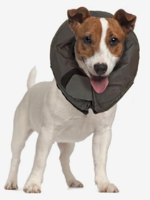 Dog with inflatable cone Blank Meme Template