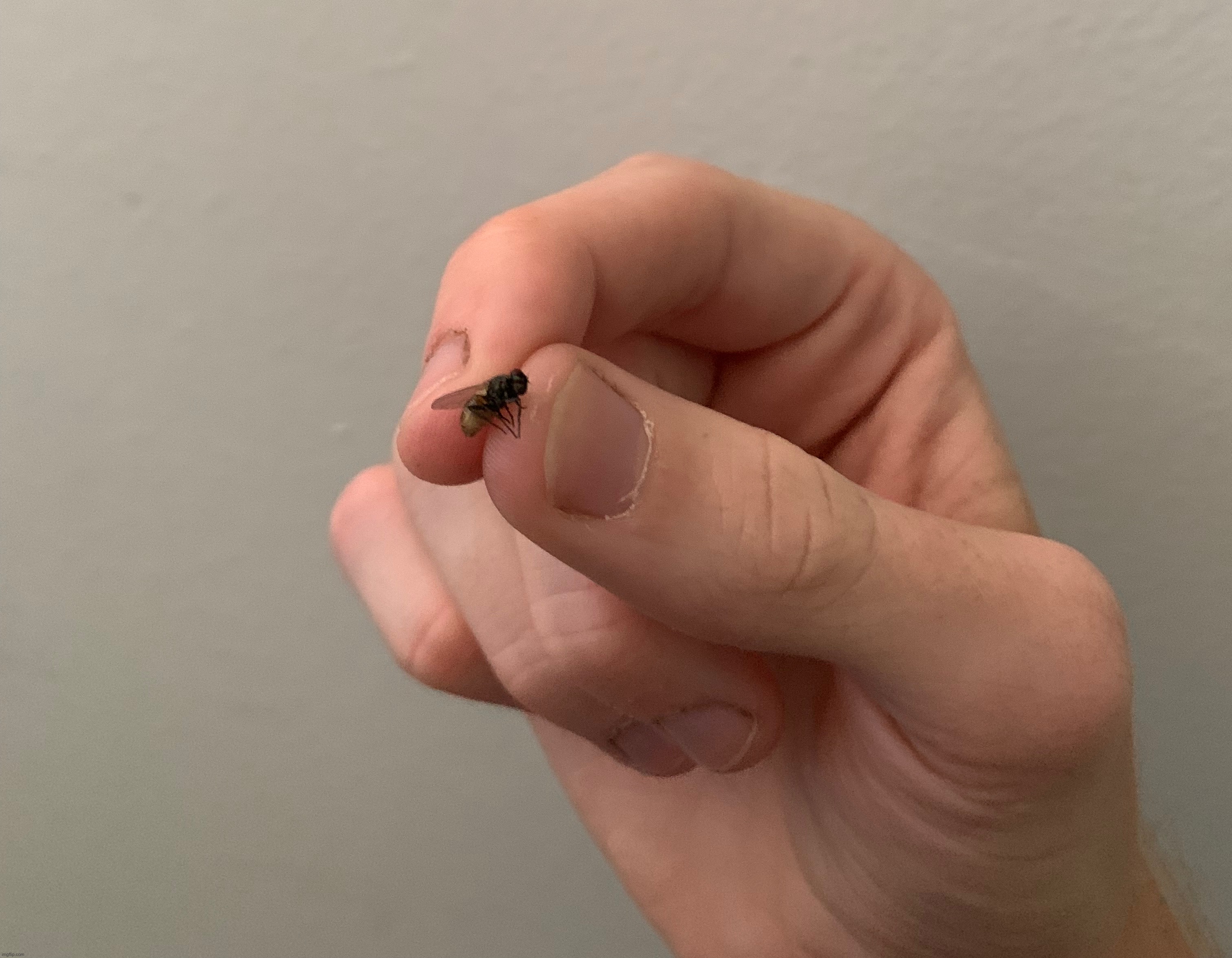 Mf was flying around my room since this morning and I finally got him | made w/ Imgflip meme maker