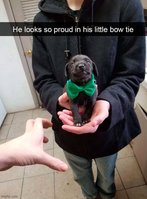 image tagged in dogs | made w/ Imgflip meme maker
