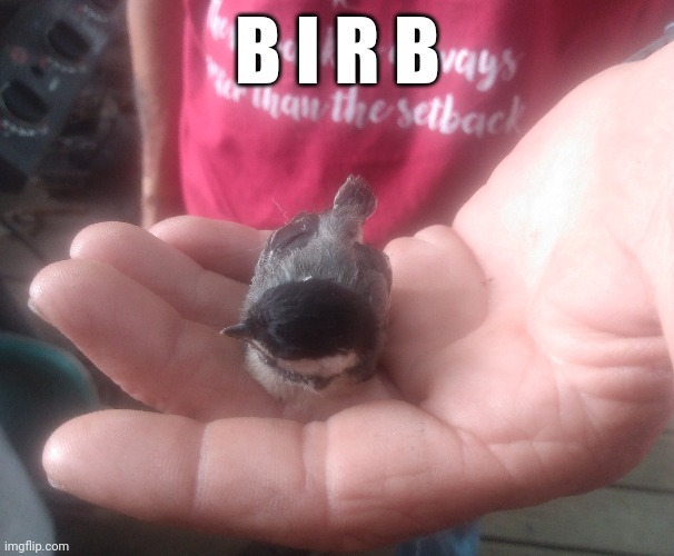 It fell out of its nest, but me and my dad helped it back into its nest :3 | B I R B | image tagged in birb | made w/ Imgflip meme maker