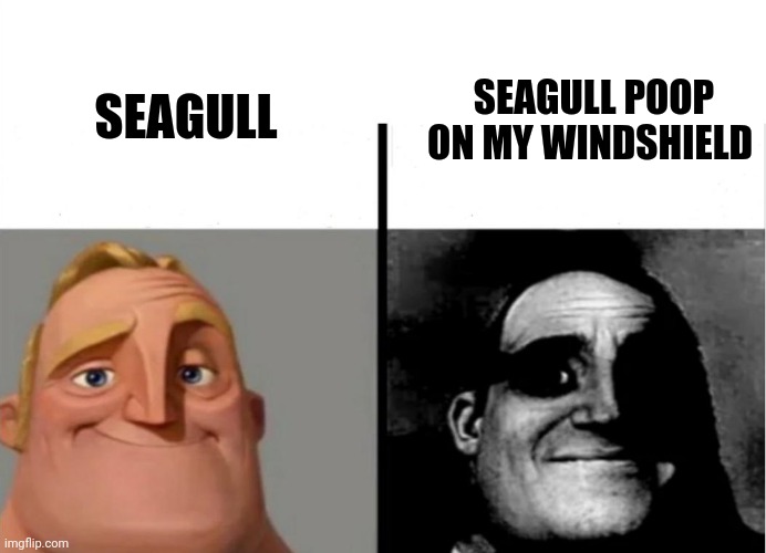 Seagull go poo on my windshield | SEAGULL; SEAGULL POOP ON MY WINDSHIELD | image tagged in teacher's copy,seagulls | made w/ Imgflip meme maker