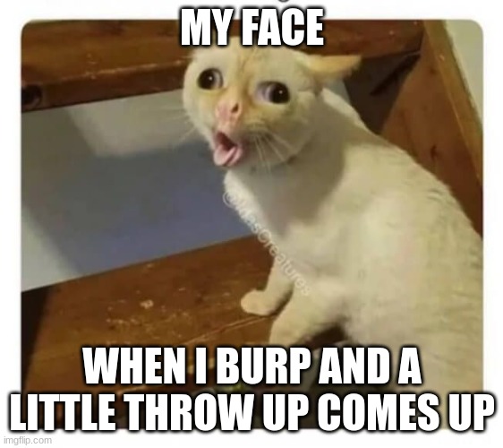 I hate it when I burp and this happens | MY FACE; WHEN I BURP AND A LITTLE THROW UP COMES UP | image tagged in coughing cat | made w/ Imgflip meme maker
