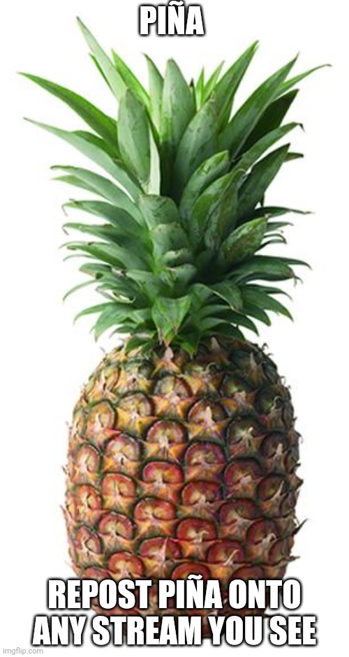 pineapple | PIÑA; REPOST PIÑA ONTO ANY STREAM YOU SEE | image tagged in pineapple | made w/ Imgflip meme maker