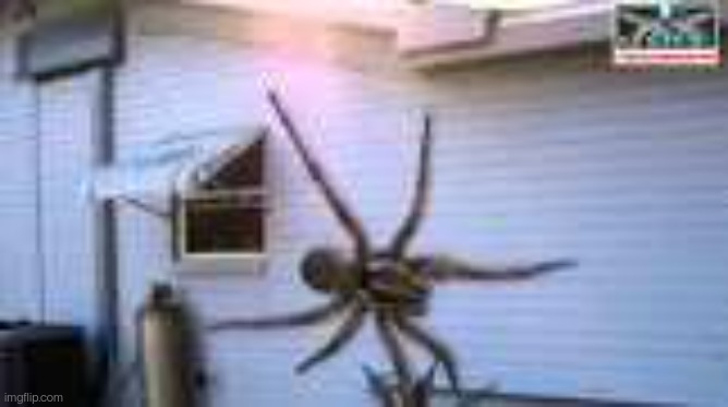 GIANT spider | image tagged in giant spider | made w/ Imgflip meme maker