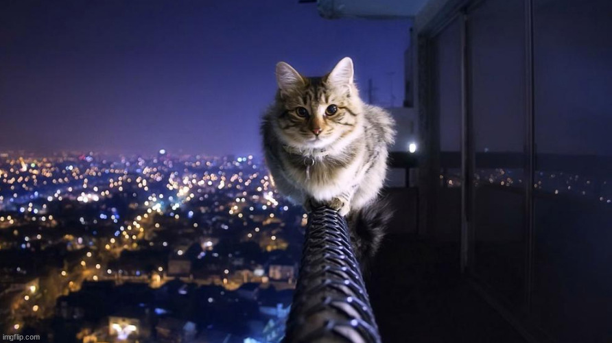night life | image tagged in memes,cats,kittens,city cat,night life | made w/ Imgflip meme maker
