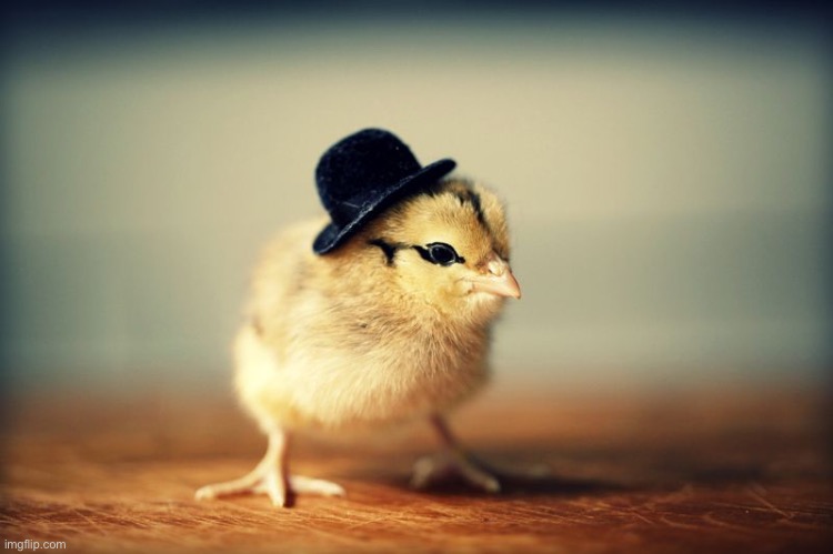 Little chick bowler hat | image tagged in little chick bowler hat | made w/ Imgflip meme maker