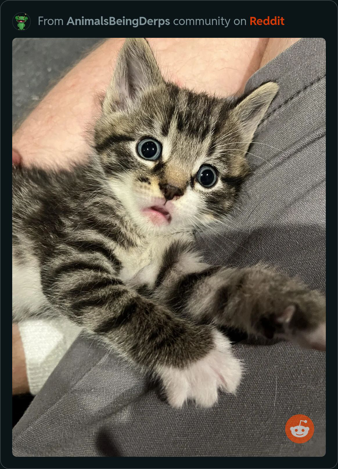 Funny kitten Blank Meme Template