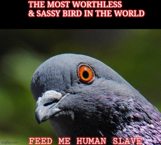 Pigeons are assholes | THE MOST WORTHLESS & SASSY BIRD IN THE WORLD; FEED ME HUMAN SLAVE | image tagged in pigeon,birds,memes | made w/ Imgflip meme maker