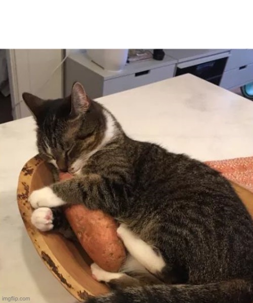 Cat hugging sweet potato | image tagged in cat hugging sweet potato | made w/ Imgflip meme maker