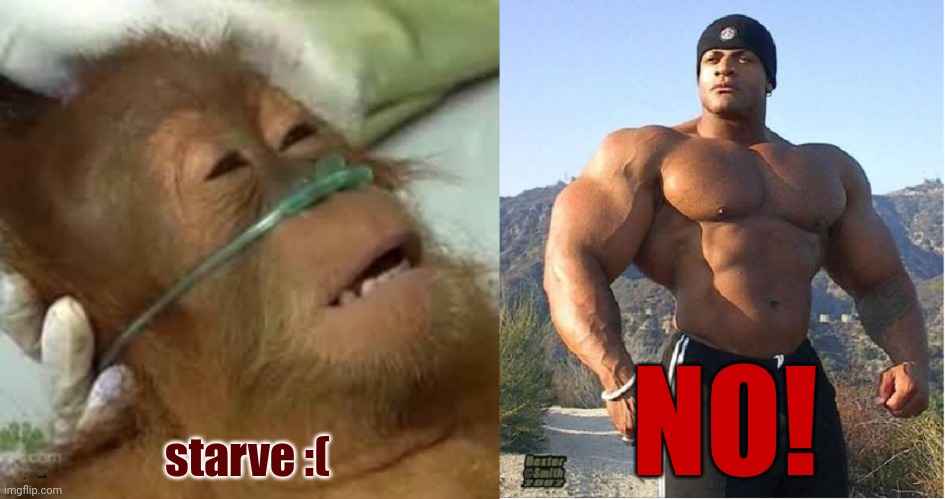 tʃad | starve :(; NO! | image tagged in dying orangutan,buff guy | made w/ Imgflip meme maker