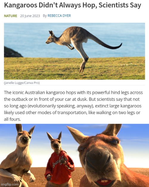 Kangaroos Imgflip -