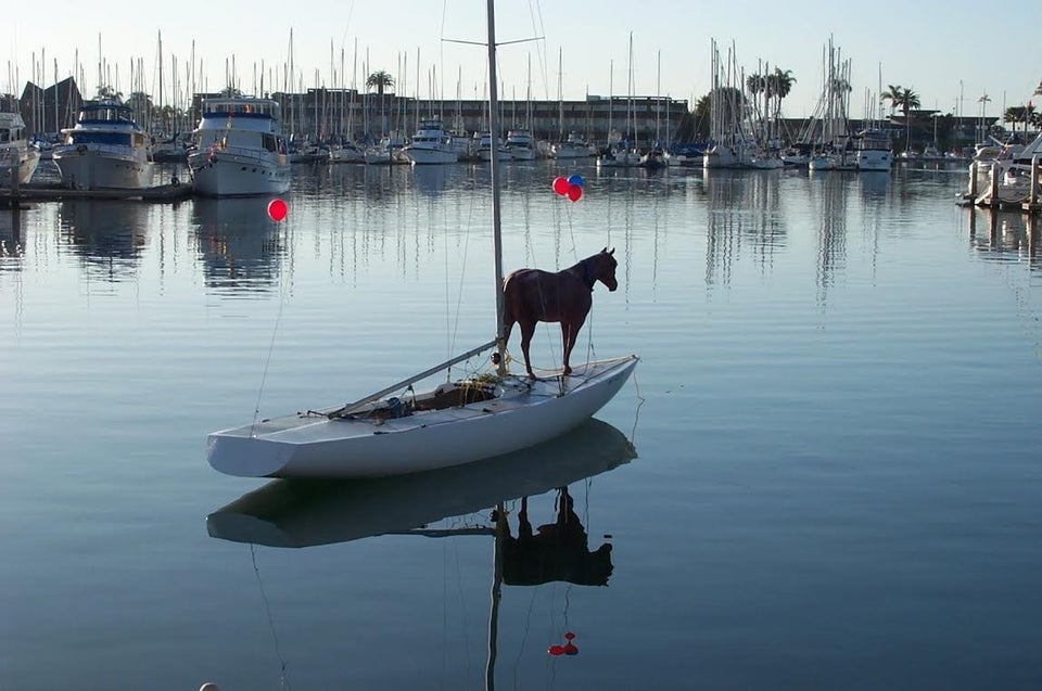 Horse on a boat Blank Meme Template