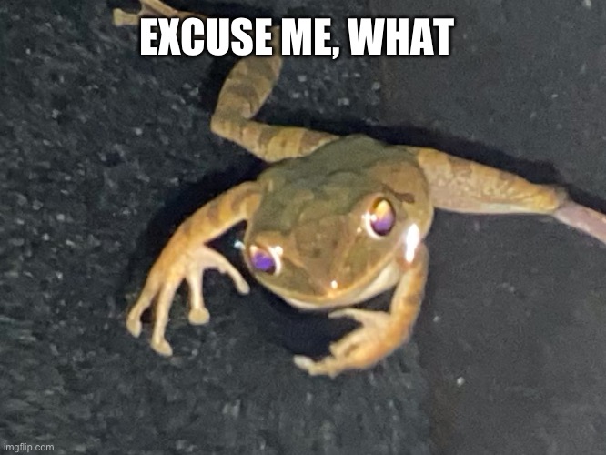 Original meme and image | EXCUSE ME, WHAT | image tagged in excuse me what frog | made w/ Imgflip meme maker