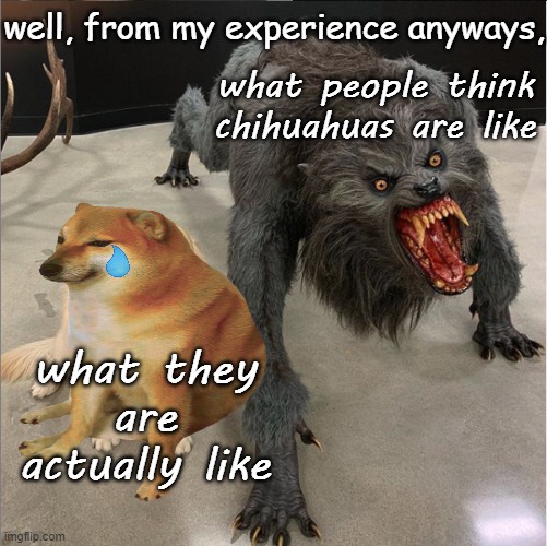well, from my experience anyways, what people think chihuahuas are like; what they are actually like | made w/ Imgflip meme maker