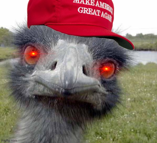 Cold Stare of Ostrich | image tagged in cold stare of ostrich | made w/ Imgflip meme maker