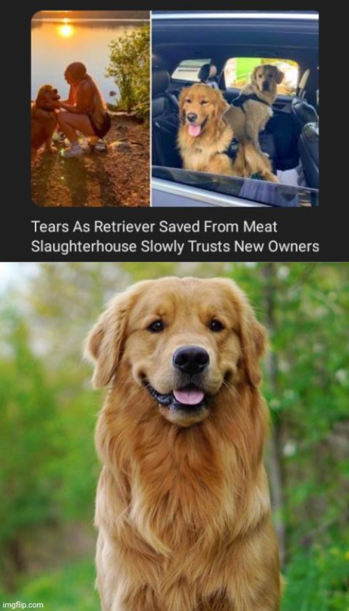 Saved from meat slaughterhouse | image tagged in golden retriever,dogs,dog,memes,meat,slaughterhouse | made w/ Imgflip meme maker