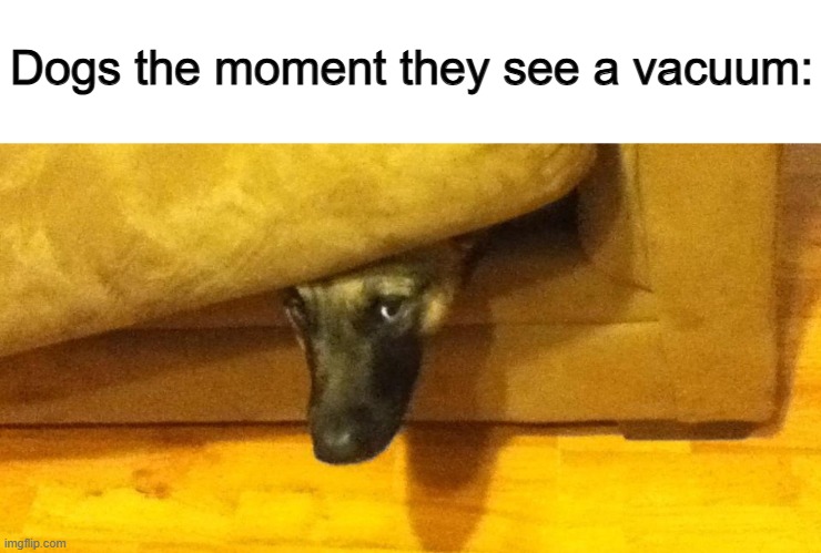 TAKE COVER | Dogs the moment they see a vacuum: | image tagged in dog hiding | made w/ Imgflip meme maker