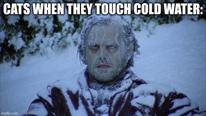 Cold | CATS WHEN THEY TOUCH COLD WATER: | image tagged in cold | made w/ Imgflip meme maker
