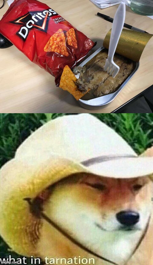 Cat food... and Doritos? I don't even know ._. | image tagged in what in tarnation dog | made w/ Imgflip meme maker