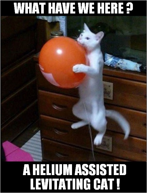 Careful Kitty ... No Claws ! | WHAT HAVE WE HERE ? A HELIUM ASSISTED LEVITATING CAT ! | image tagged in cats,balloon,floating | made w/ Imgflip meme maker