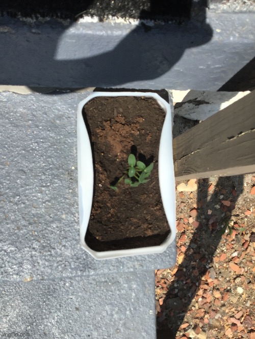 Cucumber (or zucchini) plant I’m growing | made w/ Imgflip meme maker