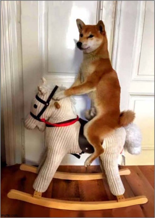 He Couldn't Resist ! | image tagged in dogs,rocking horse | made w/ Imgflip meme maker