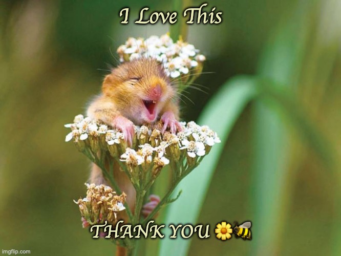 I Love This | I Love This; THANK YOU 🌼🐝 | image tagged in i love this | made w/ Imgflip meme maker