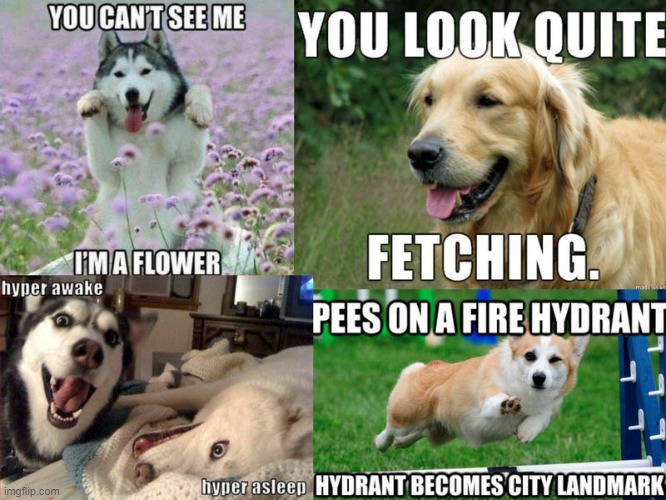 image tagged in dogs | made w/ Imgflip meme maker