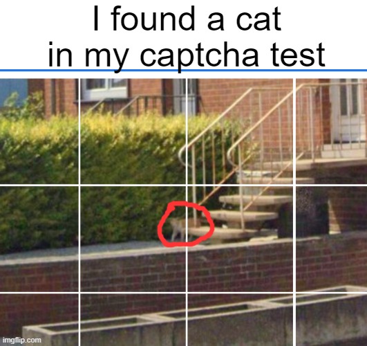cat | I found a cat in my captcha test | image tagged in memes,cat,captcha | made w/ Imgflip meme maker