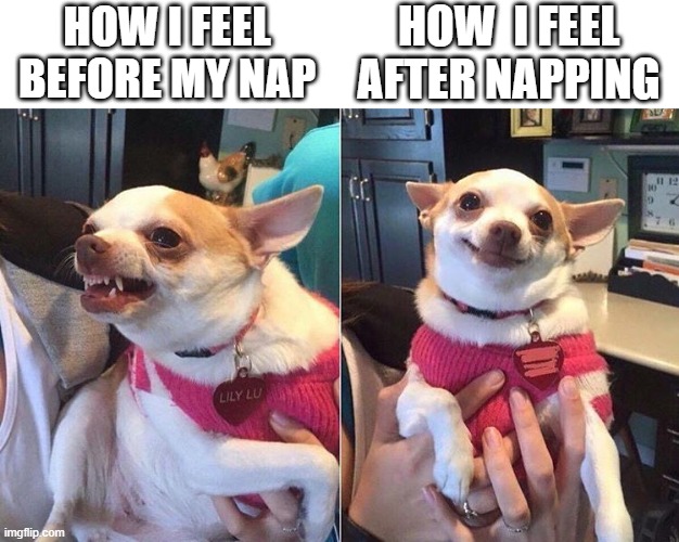 doggo nap | HOW I FEEL BEFORE MY NAP; HOW  I FEEL AFTER NAPPING | image tagged in angry dog meme,dog,nap,doggo,funny | made w/ Imgflip meme maker