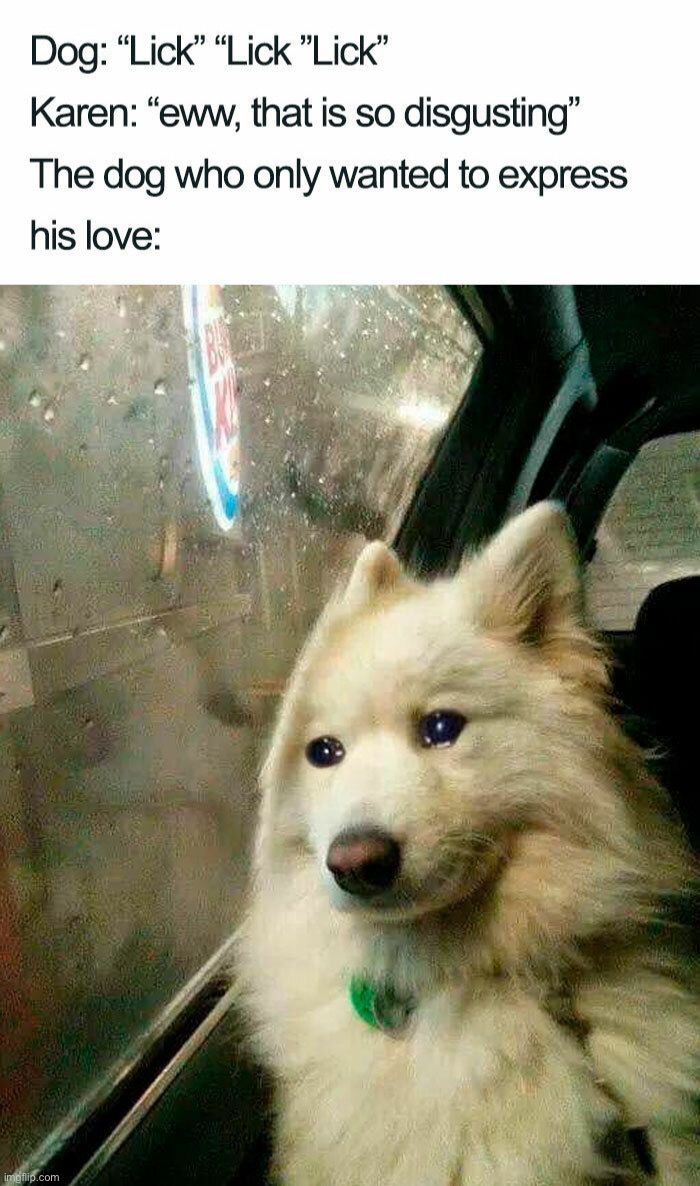 Poor little guy | image tagged in memes,funny,dogs | made w/ Imgflip meme maker