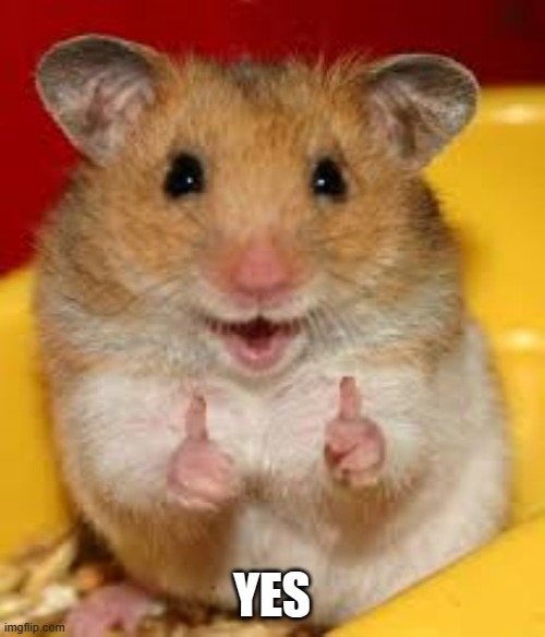 Thumbs up hamster  | YES | image tagged in thumbs up hamster | made w/ Imgflip meme maker