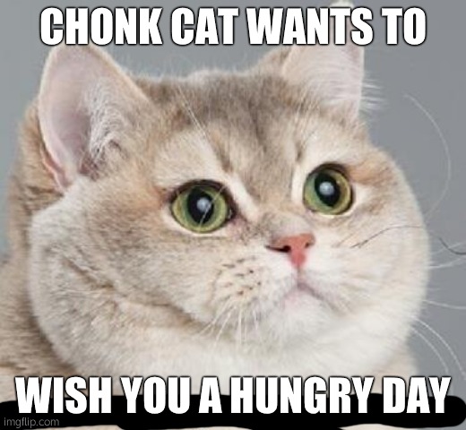 qwerty | CHONK CAT WANTS TO; WISH YOU A HUNGRY DAY | image tagged in memes,heavy breathing cat | made w/ Imgflip meme maker