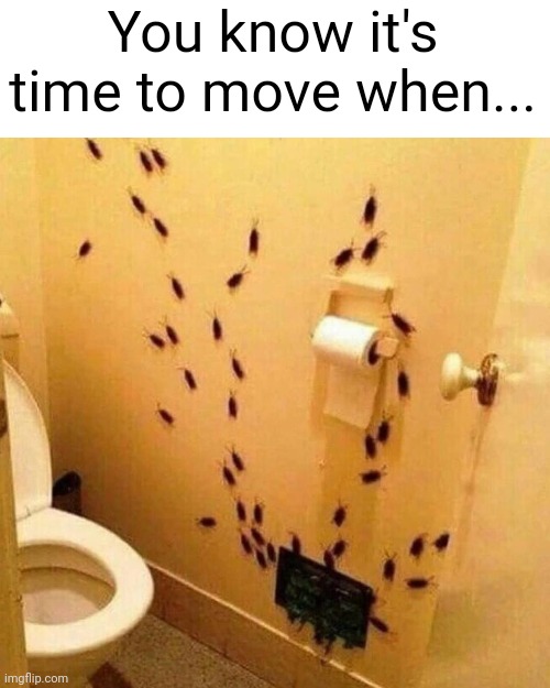 Meme #2,011 | You know it's time to move when... | image tagged in cursed image,cursed,memes,bugs,cockroach,nope nope nope | made w/ Imgflip meme maker